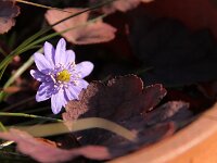 Hepatica var Staudo_2016_03_27_9573