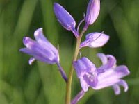 Hyacinthoides non-scripta_2009-04-27_4917