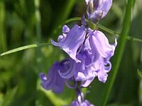 Hyacinthoides non-scripta_2012-05-07_7818