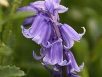 Hyacinthoides non-scripta_2013-05-15_1979