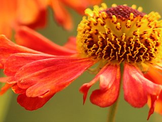 Helenium