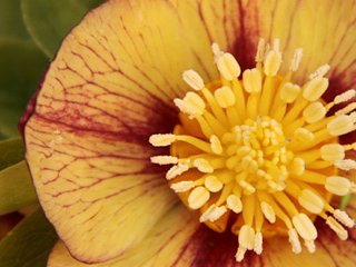 Helleborus
