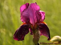 Iris Amsterdam_2010-05-27_0920