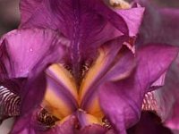 Iris Amsterdam_2010-06-01_1002