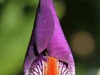 Iris Amsterdam_2011-05-08_3405