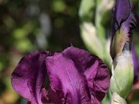 Iris Amsterdam_2011-05-08_3415