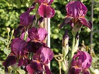 Iris Amsterdam_2011-05-09_3456