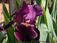Iris Amsterdam_2012-05-20_7977
