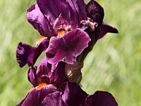 Iris Amsterdam_2012-05-26_8508