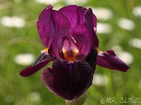 Iris Amsterdam_2013-05-31_2160