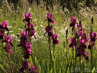 Iris Amsterdam_2013-06-03_2463