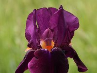 Iris Amsterdam_2014-05-06_8500