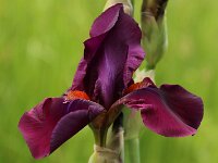 Iris Amsterdam_2015_05_16_4853