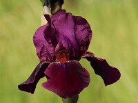 Iris Amsterdam_2015_05_17_4857