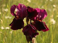 Iris Amsterdam_2015_05_27_5084