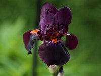 Iris Amsterdam_2016_05_22_0455
