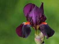 Iris Amsterdam_2016_05_22_0456