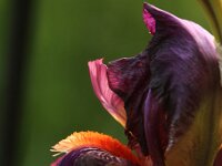 Iris Amsterdam_2016_05_26_0514