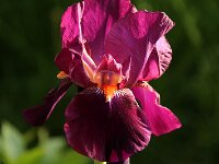 Iris Amsterdam_2017_05_23_6140