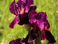 Iris Amsterdam_2017_05_25_6316