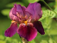 Iris bourdeaux_2018_05_10_2757