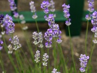 Lavandula Blue Cushion Schola_2016_06_22_1417