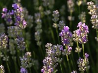 Lavandula Blue Cushion Schola_2018_06_05_3453