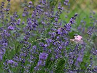 Lavandula Blue Dwarf_2008-06-20_1782