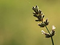 Lavandula Coconut Ice_2018_06_03_3437
