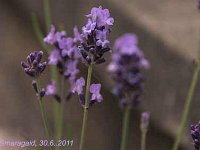 Lavandula Contrast_2011-06-30_4566