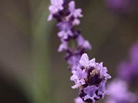 Lavandula Contrast_2012-06-29_9590