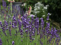 Lavandula Contrast_2014-06-13_0001