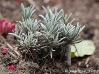 Lavandula Sawyers_2009-08-17_9255