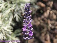 Lavandula Sawyers_2011-06-27_4373