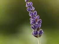 Lavandula Sawyers_2012-06-16_9364