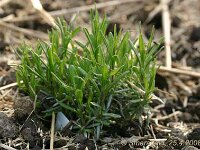 Lavandula Siesta_2008-04-25_0356
