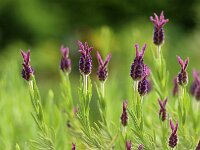 Lavandula stoechas_2017_05_13_5935