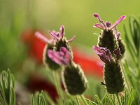 Lavandula stoechas_2018_06_03_3436