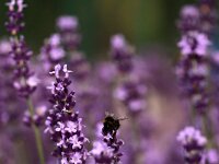 Lavandula_2015_07_05_6978