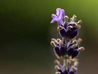 Lavandula_2015_07_19_7137