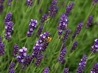 Lavandula_2016_06_22_1420
