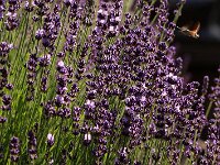 Lavandula_2017_06_16 Taubenschwaenzchen_6935