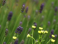 Lavandulal_2016_06_03_0780