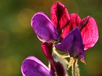 Lathyrus Old Spice_2017_05_22_6133