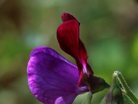 Lathyrus Old Spice_2020_05_24_00801