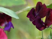 Lathyrus_2013-07-26_3283