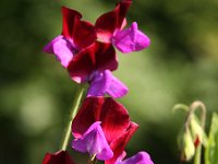 Lathyrus_2014-05-31_9534