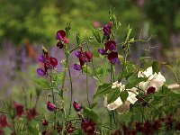 Lathyrus_2016_05_27_0573