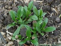 Leucanthemum Gruppenstolz_2008-04-25_0364