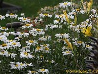 Leucanthemum Gruppenstolz_2009-07-05_8494
